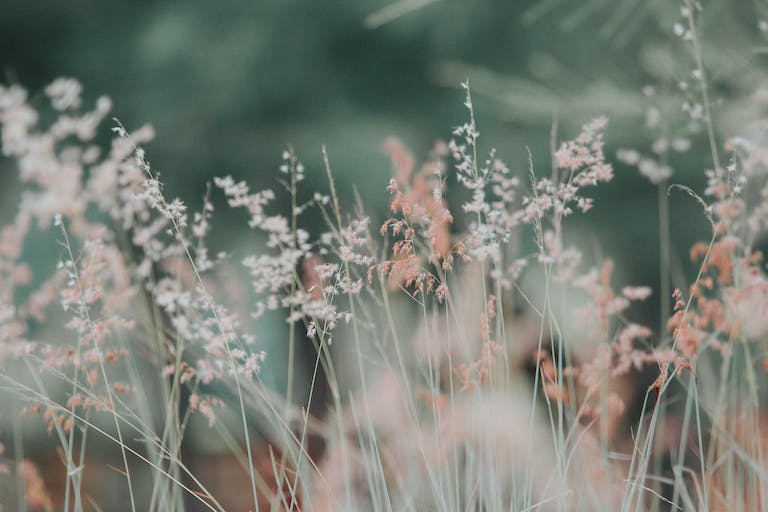 atelier flora massage lausanne